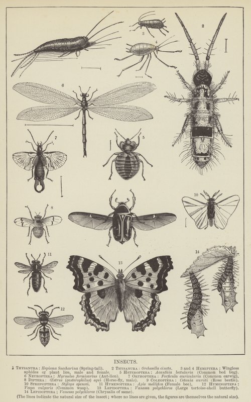 Insekter (gravering) av English School