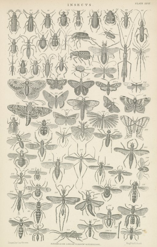 Insekter (gravering) av English School