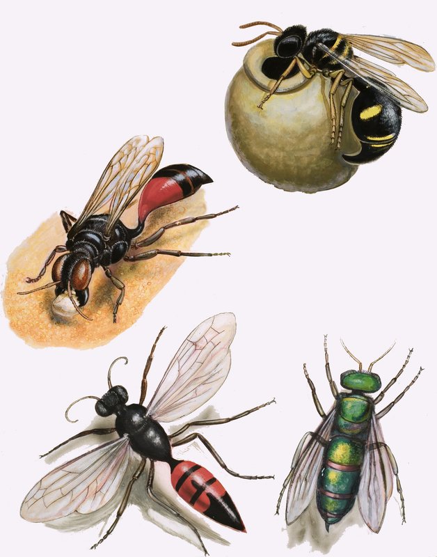 Insekter av English School