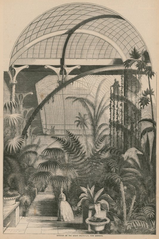 Interiør i Great Palmarum, Kew Gardens, London av English School