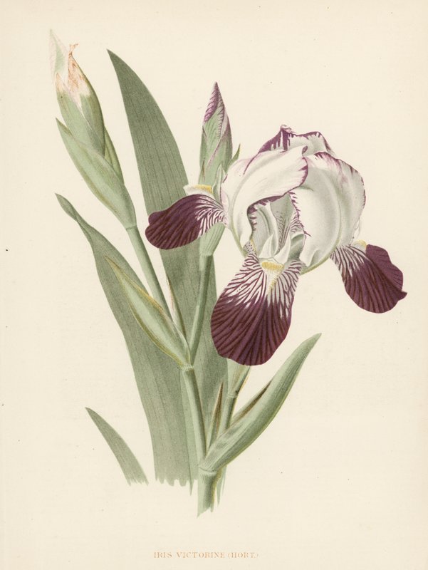 Iris Victorine (farge litho) av English School