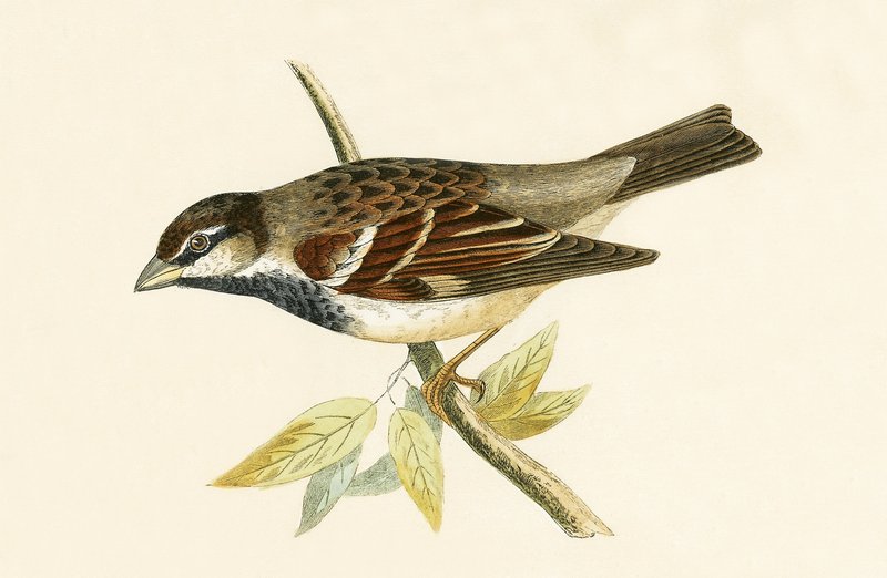 Italian House Sparrow, illustrasjon fra 