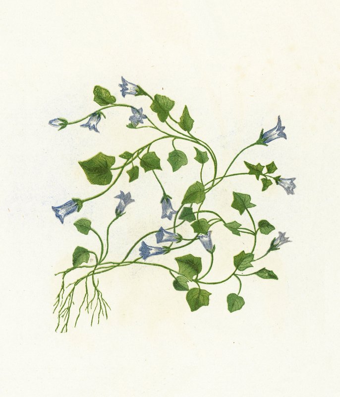 Eføy-bladklokke-blomst, Campanula Hederacea av English School