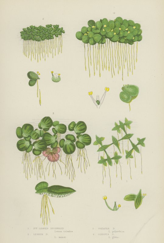 Eføybladende andmat, mindre andmat, storandmat, gibbous andmat (farge litho) av English School