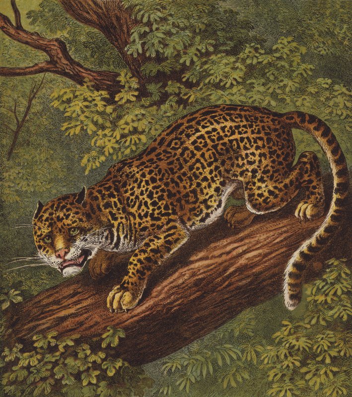 Jaguar (farge litho) av English School