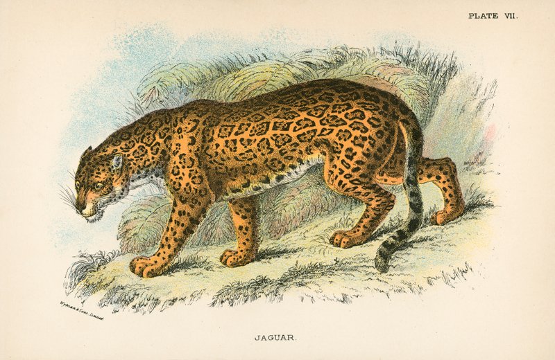 Jaguar av English School