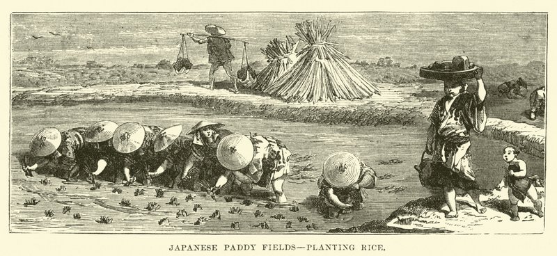 Japanske rismarker, planter ris av English School