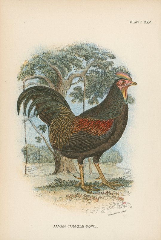 Javan Jungle-Fowl av English School