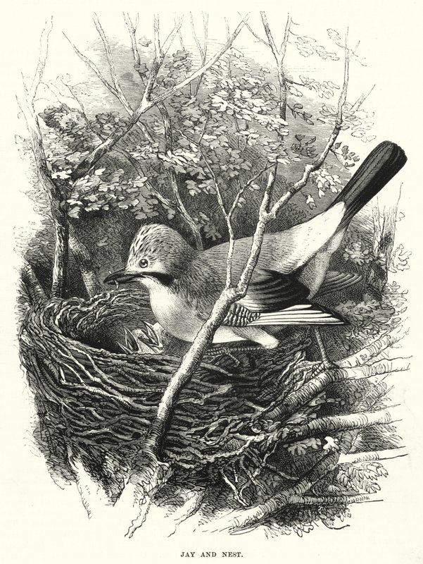 Jay and Nest (gravering) av English School