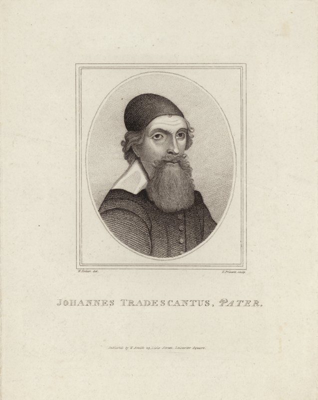 Johannes Tradescantus Pater av English School