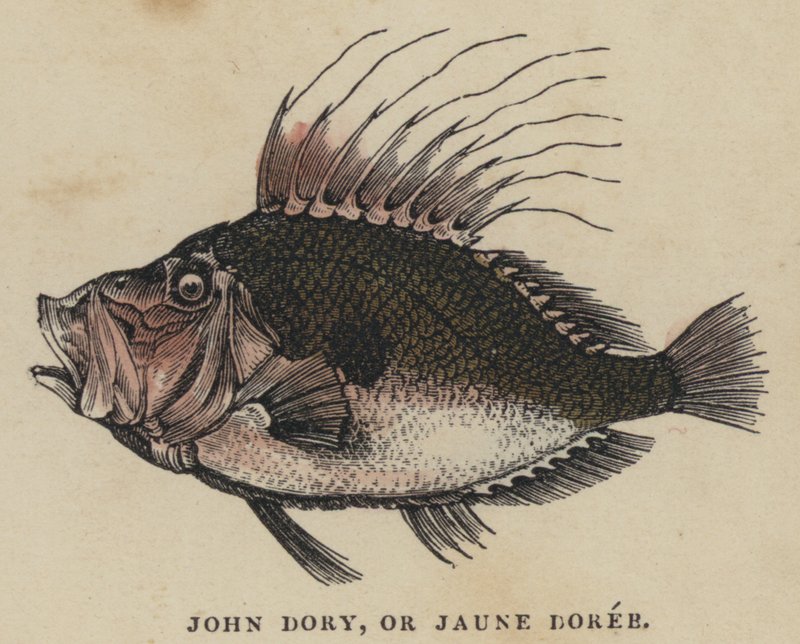 John Dory, eller Jaune Doree (farget gravering) av English School