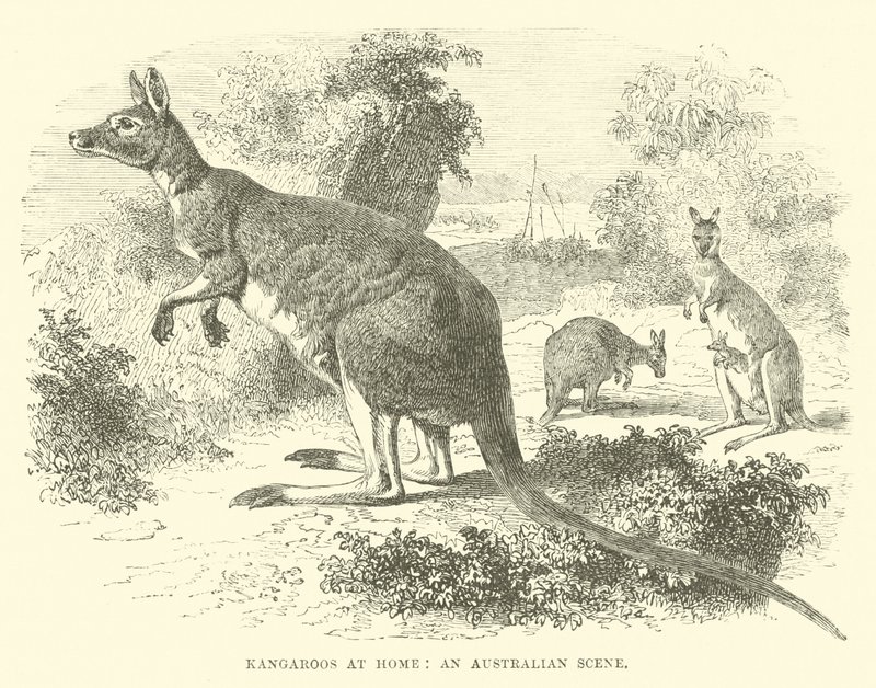 Kenguruer hjemme, en australsk scene av English School