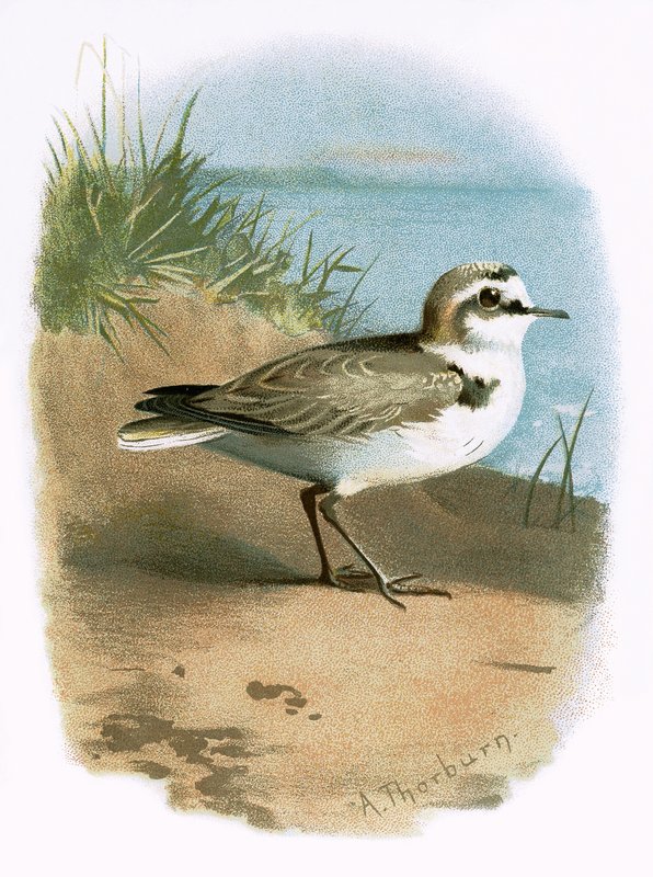 Kentish Plover av English School