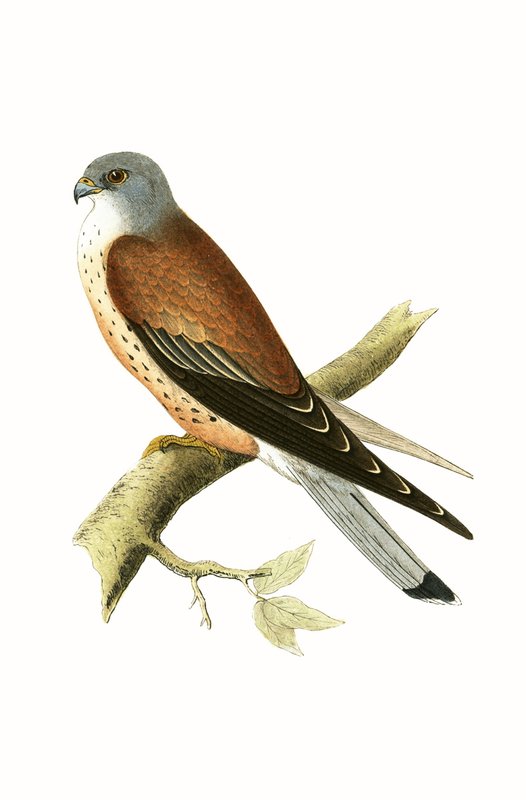 Kestrel, illustrasjon fra 