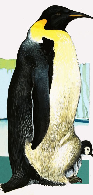 Kong Penguin av English School