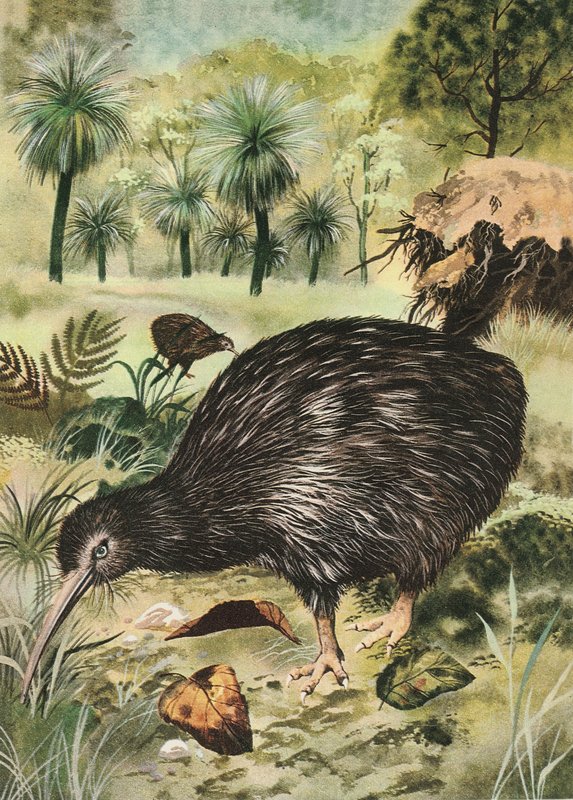 Kiwi fugl av English School