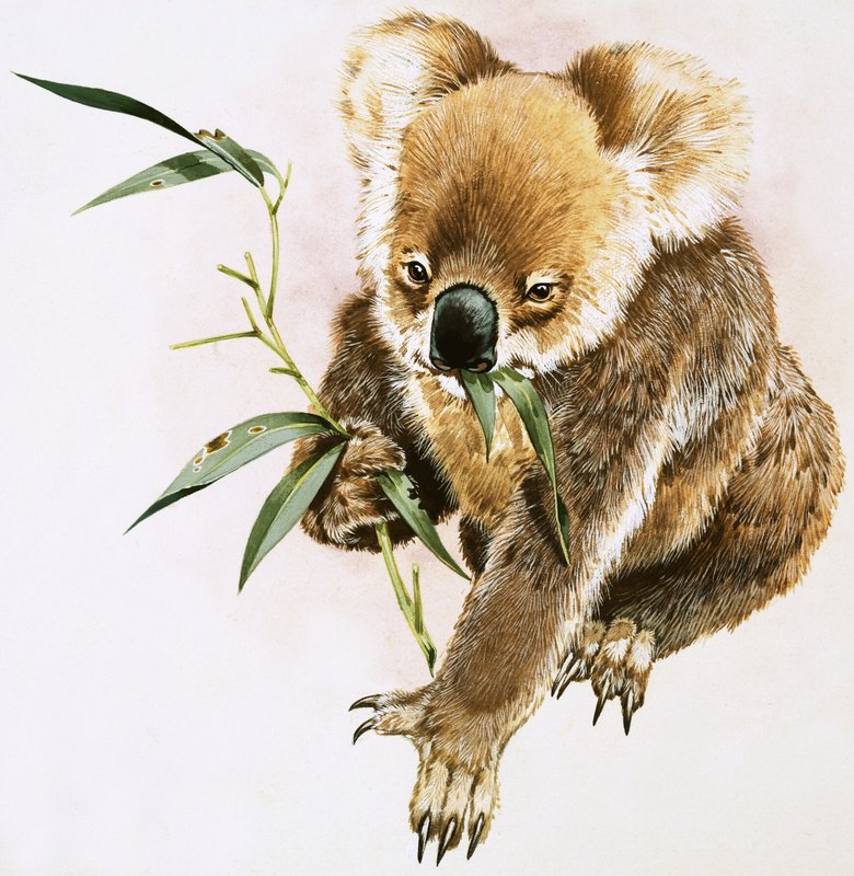 Koala av English School