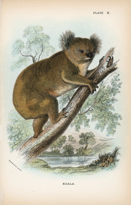 Koala av English School