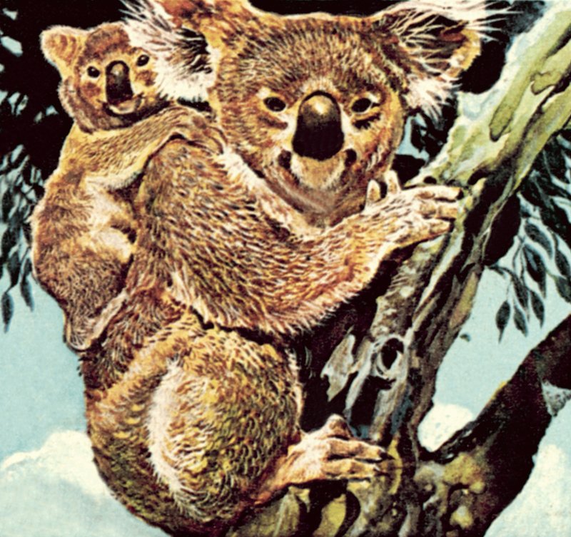 Koala bjørn av English School