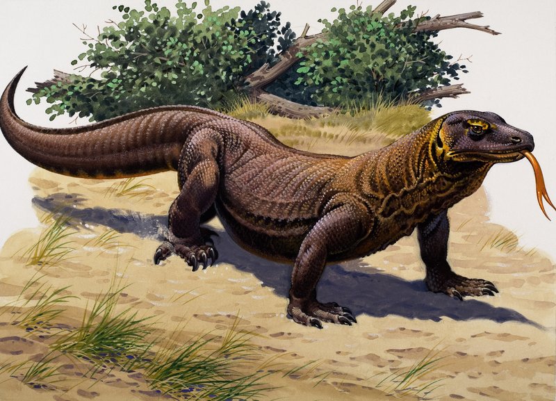 Komodovaranen (gouache på papir) av English School