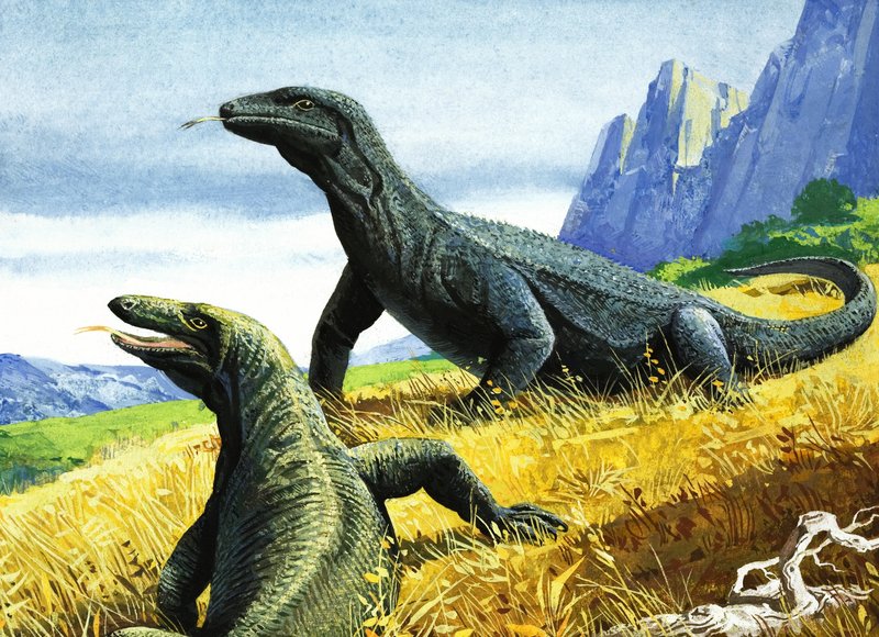 Komodovaranen (gouache på papir) av English School