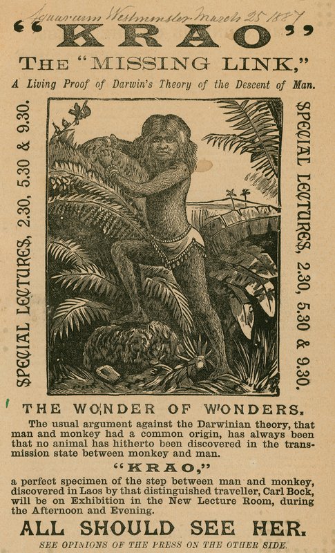 Krao, The Missing Link, utstilt på Aquarium, Westminster, London, i 1887 av English School