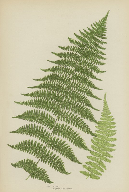 Lady Fern (farge litho) av English School