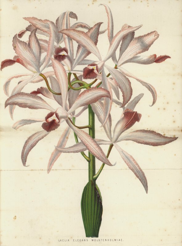 Laelia Elegans Wolstenholmiae av English School
