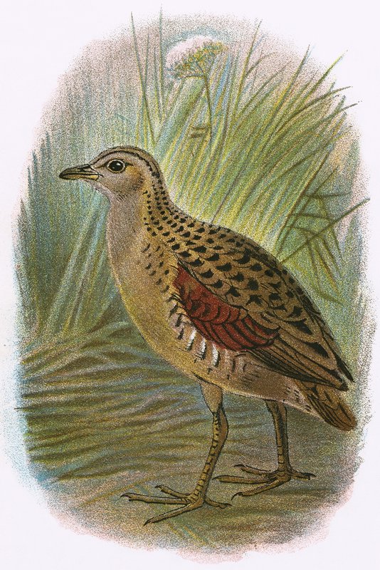 Land Rail av English School