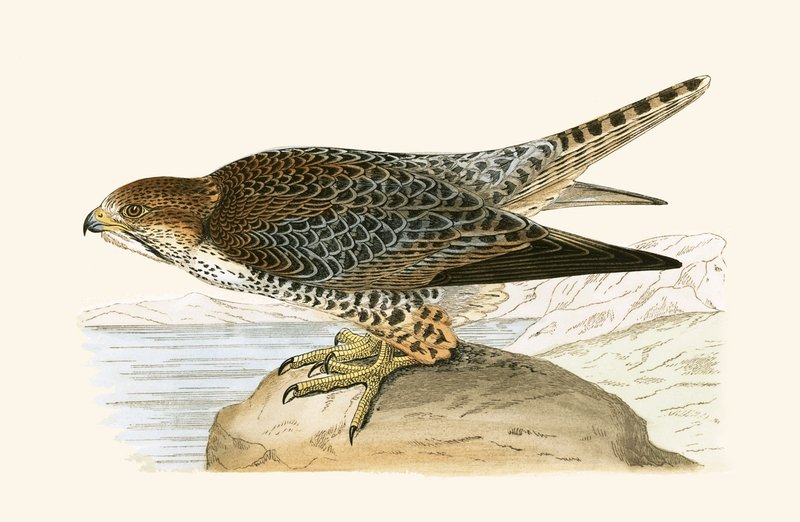 Lanner Falcon, illustrasjon fra 