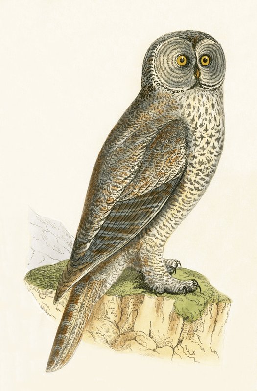 Lap Owl, illustrasjon fra 