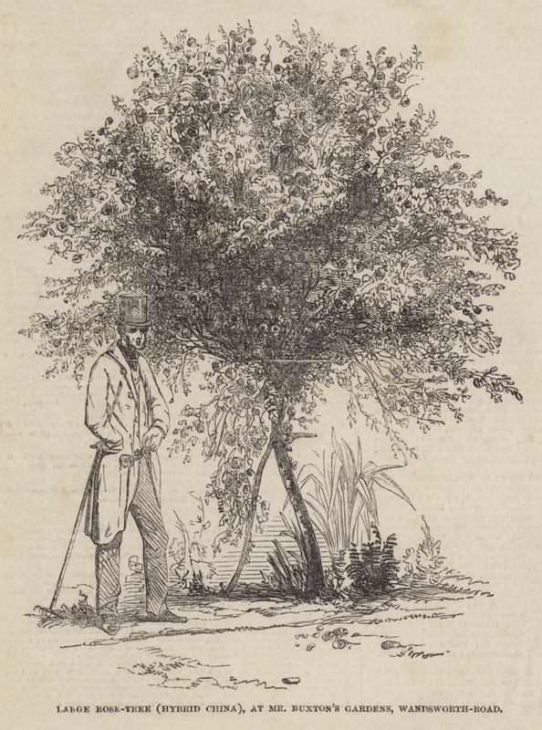 Stort rosetre (Hybrid Kina), ved Mr Buxton