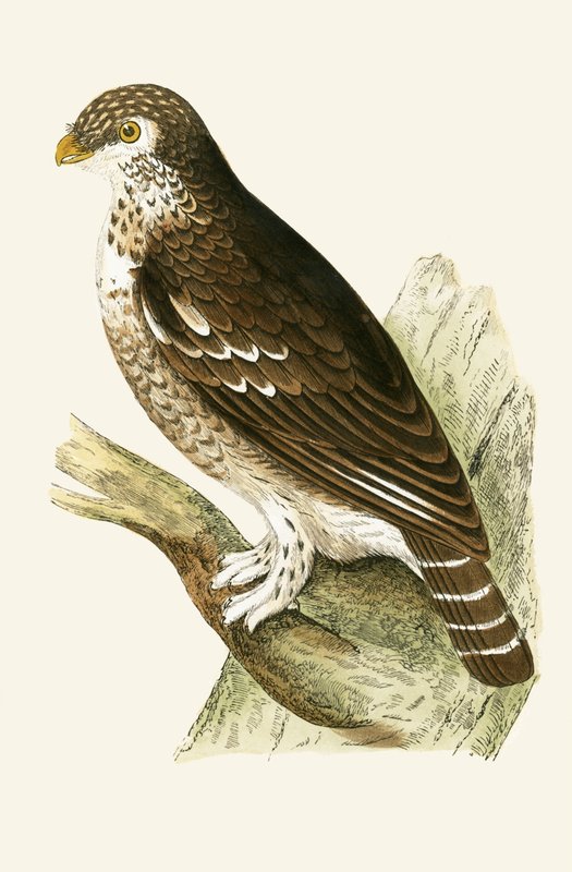 Least European Sparrow Owl, illustrasjon fra 