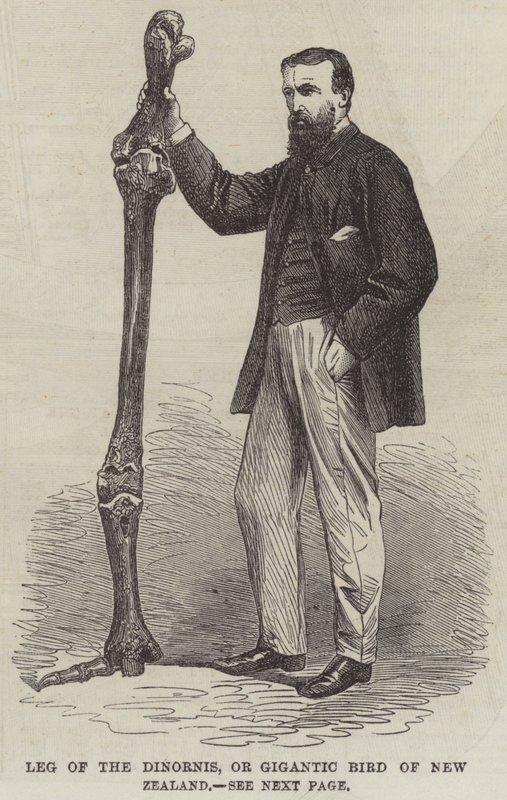 Leg of the Dinornis, eller Gigantic Bird of New Zealand (gravering) av English School