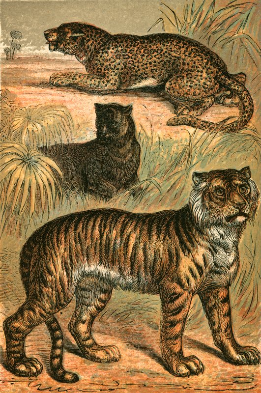 Leopard, Black Panther og Tiger av English School