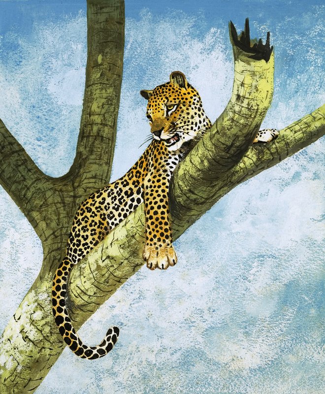 Leopard i et tre (gouache på papir) av English School
