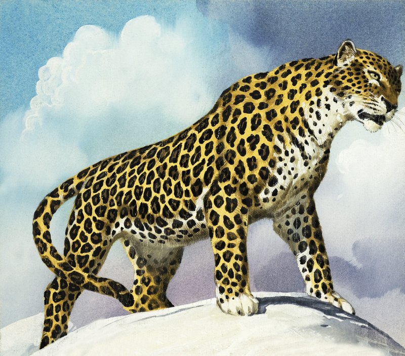 Leopard i snøen av English School