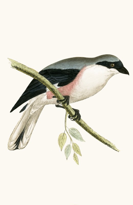 Lesser Grey Shrike, illustrasjon fra 