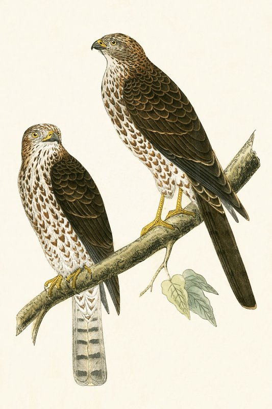 Levant Sparrow Hawk, illustrasjon fra 'A History of the Birds of Europe Not Observed in the British Isles' av Charles Robert Bree (1811-86), utgitt 1867 av English School