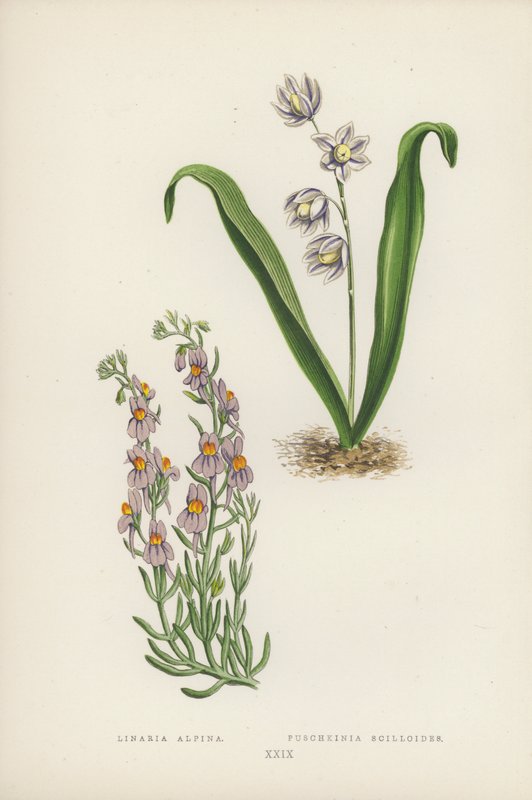 Alpine Linaria; Puschkinia Scilloides (farge litho) av English School