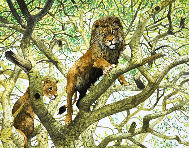 Løve og løvinne i et tre (gouache på papir) av English School
