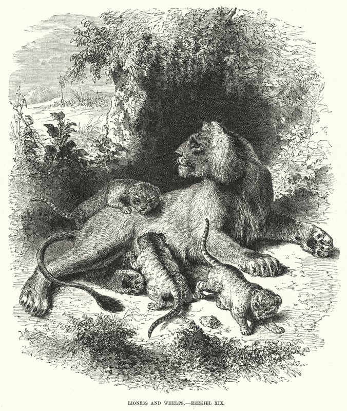 Løvinne og hvalpe, Ezekiel XIX (gravering) av English School