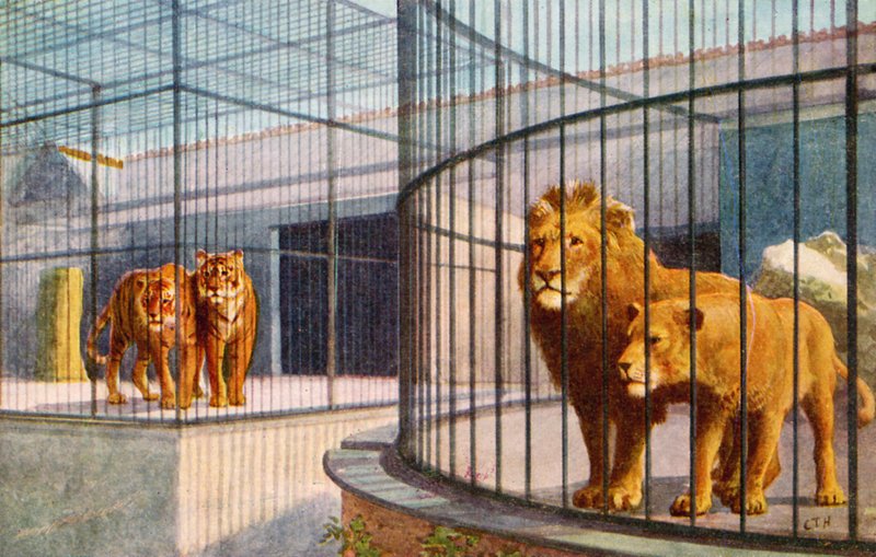 Løver og tigre i dyrehagen (farge litho) av English School