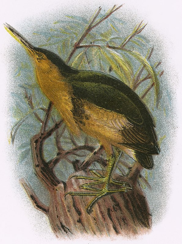Lille Bittern av English School