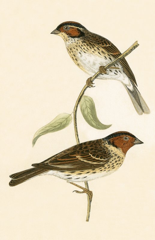 Little Bunting, illustrasjon fra 