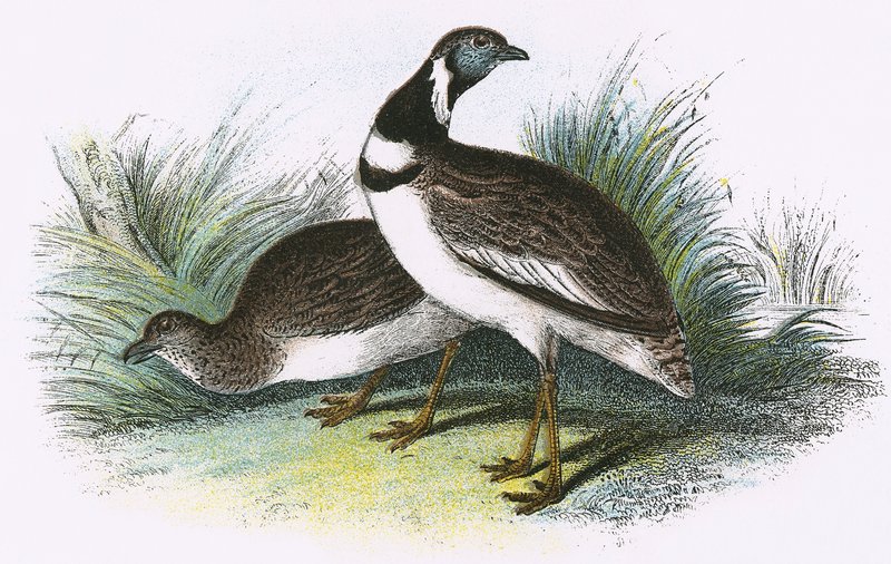 Lille bustard av English School