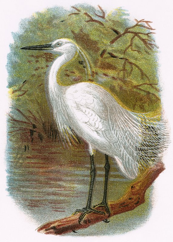 Lille Egret av English School