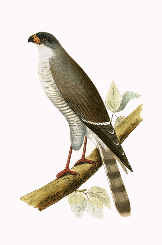Little Red Billed Hawk, illustrasjon fra 