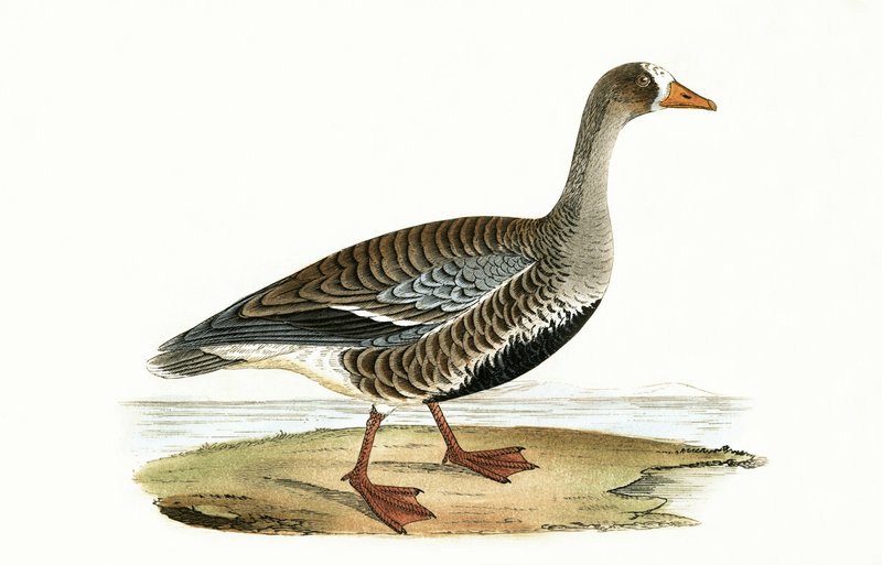 Little White Fronted Goose, illustrasjon fra 