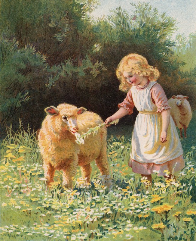 Liten jente mater en blomst til en sau i en eng (chromolitho) av English School